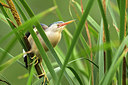 BUITEN BEELD Foto: 242433