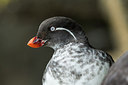 BUITEN BEELD Foto: 242449