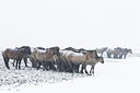 BUITEN BEELD Foto: 242458