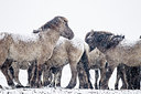 BUITEN BEELD Foto: 242461