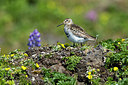 BUITEN BEELD Foto: 242463