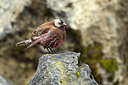 BUITEN BEELD Foto: 242471