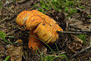 BUITEN BEELD Foto: 242527