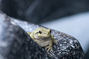 BUITEN BEELD Foto: 242532