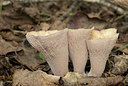 BUITEN BEELD Foto: 242541