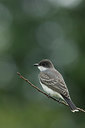 BUITEN BEELD Foto: 242546
