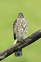 BUITEN BEELD Foto: 242551