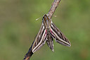 BUITEN BEELD Foto: 242594