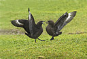 BUITEN BEELD Foto: 242695