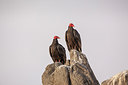 BUITEN BEELD Foto: 242946