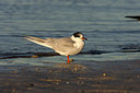 BUITEN BEELD Foto: 242976
