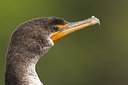 BUITEN BEELD Foto: 242983
