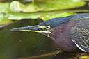BUITEN BEELD Foto: 242987