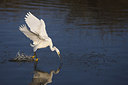 BUITEN BEELD Foto: 242997