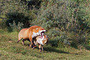 BUITEN BEELD Foto: 243085