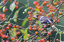 BUITEN BEELD Foto: 243091