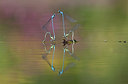 BUITEN BEELD Foto: 243256
