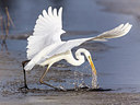 BUITEN BEELD Foto: 243397