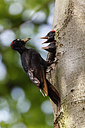 BUITEN BEELD Foto: 243402