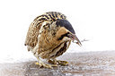 BUITEN BEELD Foto: 243410