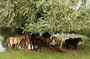 BUITEN BEELD Foto: 243431
