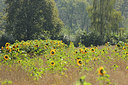 BUITEN BEELD Foto: 243435