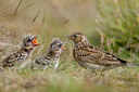 BUITEN BEELD Foto: 243444