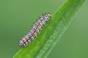 BUITEN BEELD Foto: 243453
