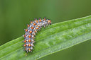 BUITEN BEELD Foto: 243454