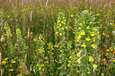 BUITEN BEELD Foto: 243466