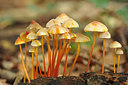 BUITEN BEELD Foto: 243471