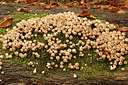 BUITEN BEELD Foto: 243473