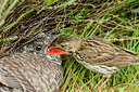 BUITEN BEELD Foto: 243518