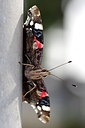BUITEN BEELD Foto: 243531