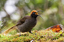 BUITEN BEELD Foto: 243575