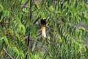 BUITEN BEELD Foto: 243583