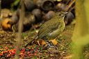 BUITEN BEELD Foto: 243597