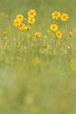BUITEN BEELD Foto: 243669