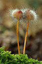 BUITEN BEELD Foto: 243709