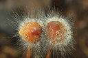 BUITEN BEELD Foto: 243710