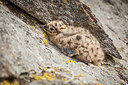 BUITEN BEELD Foto: 243746