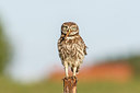 BUITEN BEELD Foto: 243942