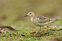 BUITEN BEELD Foto: 243954