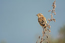 BUITEN BEELD Foto: 243959