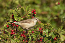 BUITEN BEELD Foto: 243962