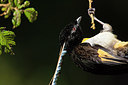 BUITEN BEELD Foto: 243987