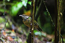 BUITEN BEELD Foto: 244000