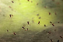 BUITEN BEELD Foto: 244013