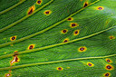 BUITEN BEELD Foto: 244129
