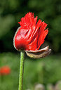 BUITEN BEELD Foto: 244147